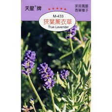 天星牌 狹葉薰衣草 True Lavender 種子 - 野菜部屋穗耕種苗, 1包