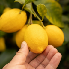 내딸에게 농장직송 국산 제주 레몬 실중량, GAP 인증 못난이 제주 레몬 4.5kg, 1개