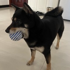 큐트스마트 고양이 사이잘 볼, 블루, 1개