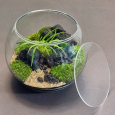 테이블가드닝 미니숲 이끼 테라리움 만들기 키트 애란 콩짜개 비단이끼 키우기, 1개