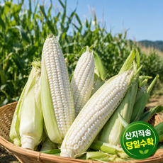[특가세일] 농가직송 국산 찰지고 쫀득한 미백 찰옥수수, 1박스, 특품(15cm 이상) x 10개