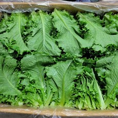 야채맘 로메인상추 2kg내외, 1박스, 2kg