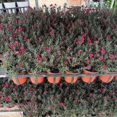 호주매화 겨울꽃 야생화 소품 공기정화 반려식물 에이피플랜츠, 1개, 기본