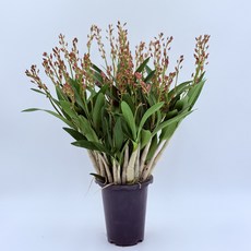 긴기아난 깅기아난 서양란 서양난 핑크샤워 꽃 나무 공기정화 집들이 개업 식물 디디플랜트, 1개