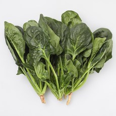[산지직송] 남해 해풍맞고 자란 제철 보물초 시금치 섬초, 1개, 3kg