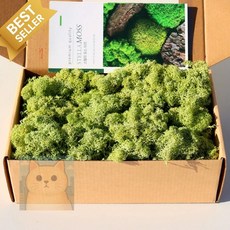 스텔라 모스이끼 새싹그린 200g 플라워데코소품 조화소품
