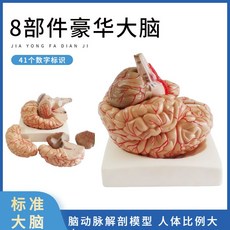 뇌모형 뇌 해부학 조립 신경학 과학실 분리 동맥 뇌구조 신경, 8조각 숫자기입