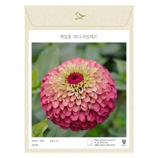 백일홍 퀴니 라임레드 씨앗 10립 (유아그린/Z0104), 1개