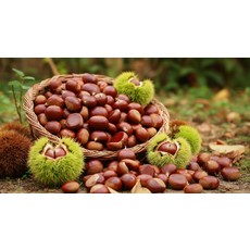 국내산 공주알밤 햇밤 생밤 깐밤 산지직송, 공주알밤(대) 1.5kg