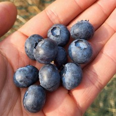 유쎌스토어 블루베리 14-16mm 2팩 생블루베리 블루베리생과