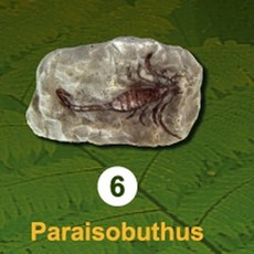 곤충화석발굴 - 고대전갈 paraisobuthus IF6