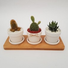 해송꽃농원 다육이 3종 화분 선인장 실내 공기정화식물, 선인장 세트A, 1개