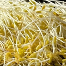 국내 재배) 황금메밀순 노랑 메밀순 가니쉬, 1개, 1kg