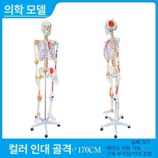 해부학적 인체 모형 뼈 모델 골격 미니 해골 교육용 4, 170cm 근육 시작점과 끝점 및 인대