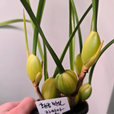 (팜 이연숙TV난원) 황금 막실라리아, 1개