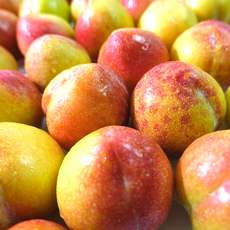 김천 햇 자두 왕자두 추희자두 아이스박스 포장, 1박스, 추희자두 1kg 중과 (11과 내외)