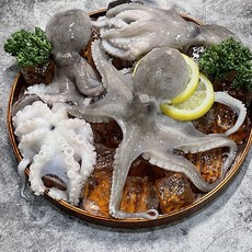 [신선보장] 산지직송 국산제철 알배기 활쭈꾸미 선택2종, 1박스, 활쭈꾸미 2kg (14~24미)