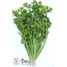 遠香特選香菜種子 1磅 極耐熱 慢抽苔 產量高, 1包