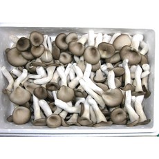 느타리버섯 특 2kg 이강산닷컴, 1개