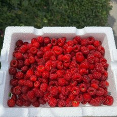 무농약 프리미엄 제철 산딸기, 1개, 500g