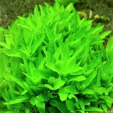 수초하우스) 스트로징 레펜스, 7개