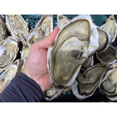 거제 당일출하 삼배체굴 바위굴 벚굴 석화, 1박스, 삼배체 하프셀 2단