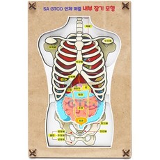 내부장기모형(3pcs)(1인용) GTCO 인체 (SA) 퍼즐