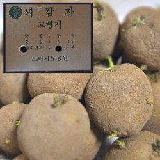 느티나무농원 강원도씨감자 두백 씨감자 보급종 종자, 1박스, 두백씨감자 정품인증 보급종 1kg