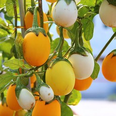 계란가지 (Golden Eggs) 씨앗 10립 소포장, 1개