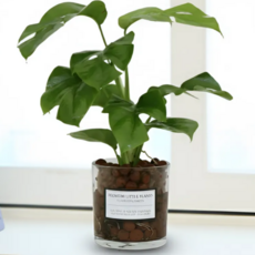 피오그린 천연 가습기 원통유리 하이드로볼 수경세트 공기정화식물 거실인테리어, 26 히메몬스테라, 1개