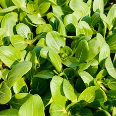 청년농부 각종 상추모종 5개 튼실한 쌈채소 주말농장 베란다텃밭 옥상텃밭 채소키우기, 청경채