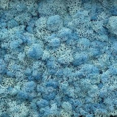 現貨 20克 乾燥苔蘚 永生苔蘚 DIY微景觀材料包 造景裝飾, 天藍