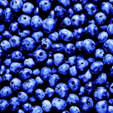 선인 와일드 블루베리 1kg, 1개