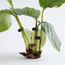 완자마켓 식물 지지대 클립 10p 화분 줄기 고정대