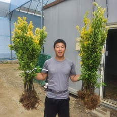 [키움묘목농원] 황금사철나무 사철나무 묘목, 황금사철나무묘목 H80CM전후, 1개