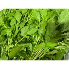 까파오 홀리바질 태국바질 카파오, 1개, 500g
