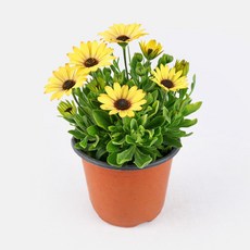 갑조네 디모르후세카 데모르후세카 공기정화식물 꽃화분, 데모르후세카(소품), 1개