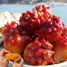 [어진수산] 당일조업 국내산 제철 손질 통영 활 멍게, 1박스, 활멍게 특품 2kg