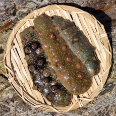 통영 활 해삼 해삼회 당일조업 산지직송, 1개, 500g