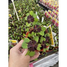 霏霏園藝 彩色幸運草盆栽, 1個