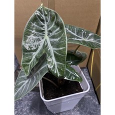 霏霏園藝 象牙海岸觀音蓮 6寸盆栽, 1個