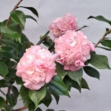 서향동백나무 향기나는 동백 노지월동 건돌이, 1개, 기본