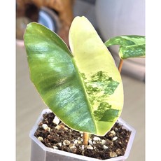 필로덴드론 버럴막스 바리에가타