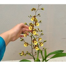 [신라난농원]카오돈토크로썸.네츄럴 노랑(쵸콜릿향).예쁜노랑색.신상품입고.색상예쁨.상큼한 초콜릿향이 너무 좋습니다.고급종.인기상품.필독뒷사진참고., 1개