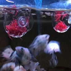 [1+1] 인디언복어 아크릴 피딩컵 장구벌레 생먹이 실지렁이, 2개