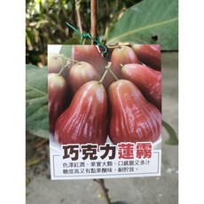 巧克力蓮霧，獨特風味，嚴選新鮮蓮霧，高品質原料製作，送禮自用兩相宜, 1個