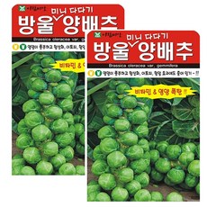 방울다다기 양배추 씨앗 2봉 알양배추 종자 씨