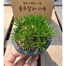[룰루랄라다육][랜덤]다육식물 초화화