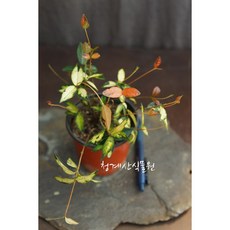 황금마삭줄 넝쿨식물 소품, 1개