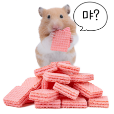 햄스터간식 사과 웨하스 이갈이 골든햄스터 간식 이갈이 먹이 사료 밥, 1세트, 12개